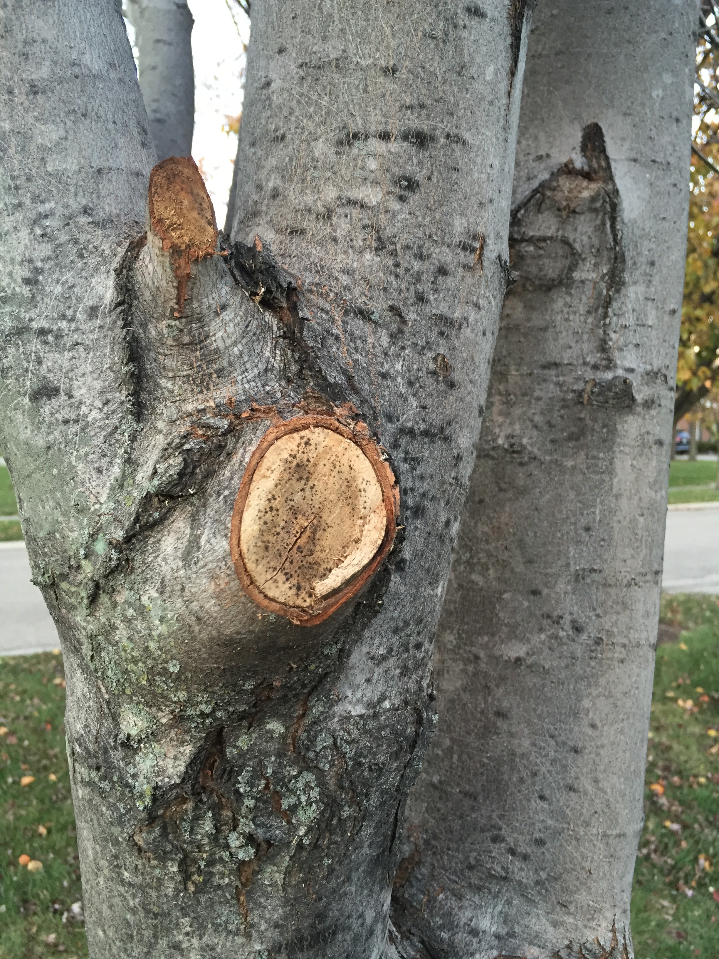 Trim or Express Gratitude, Which Do You Do?